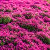 "Heirloom Lavender Seeds - 3000+ Non-GMO Seeds for Fragrant Perennial Ground Cover"